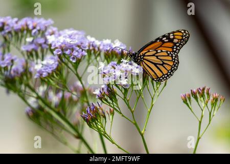 MASPALOMAS, GRAN CANARIA, SPANIEN - MÄRZ 8 : Monarch Butterfly at Palmitos Park, Maspalomas, Gran Canaria, Kanarische Inseln, Spanien am 8. März 2022 Stockfoto