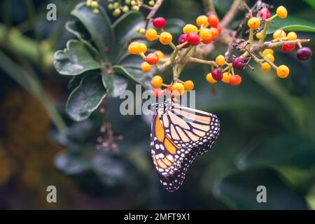 MASPALOMAS, GRAN CANARIA, SPANIEN - MÄRZ 8 : Monarch Butterfly at Palmitos Park, Maspalomas, Gran Canaria, Kanarische Inseln, Spanien am 8. März 2022 Stockfoto