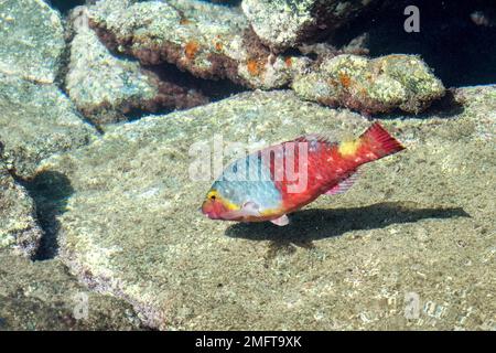 Auf den Kanarischen Inseln endemischer Veja-Fisch Stockfoto