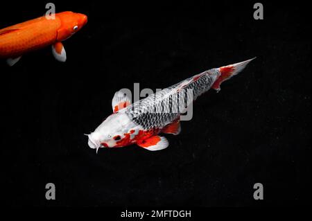 Draufsicht farbenfrohe Koi-Fische Stockfoto