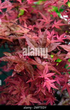 acer palmatum beni maiko,Acer,acer im Frühling,Frühlingsfarben auf acer Laub,acer Frühling,rote orangefarbene Blätter,rote orangefarbene Laub,Frühling im Garten,RM Stockfoto