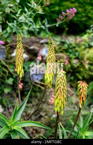 Aloiampelos striatula, Aloe striatula, harter Aloe, gestreifter Aloe, robuste saftige Pflanze, Sukkulente, hellgelbe Blume, gelbe Aloe-Blüten, gelb Stockfoto