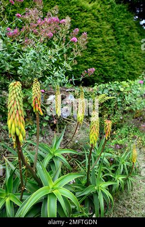 Aloiampelos striatula, Aloe striatula, harter Aloe, gestreifter Aloe, robuste saftige Pflanze, Sukkulente, hellgelbe Blume, gelbe Aloe-Blüten, gelb Stockfoto