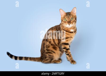 Charmante bengalische Katze in voller Länge auf blauem Hintergrund. Stockfoto