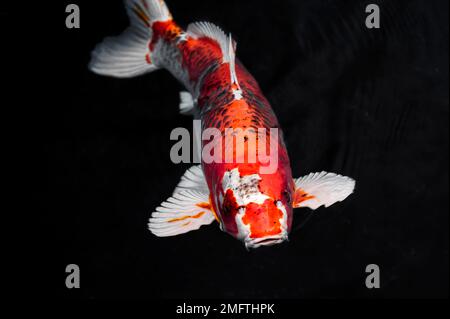 Draufsicht farbenfrohe Koi-Fische Stockfoto