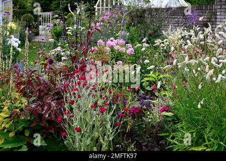 lychnis coronaria Gärtner Welt, Sanguisorba tenuifolia, Persicaria, allium Samenkopf, Phlox, verbascum, gemischte krautige Grenze, Bett, dichte Pflanzpläne, Stockfoto