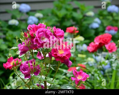 Eine Nahaufnahme der zarten „Night Owl“ Rose mit grünen Blättern auf verschwommenem Hintergrund Stockfoto