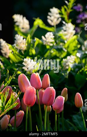 tulipa Lachs Impression, Tulpen Lachs Impression, Tulpen mit Hintergrundbeleuchtung, Lachs-Aprikosen Blumen, darwin Hybrid, Frühling im Garten, RM FL Stockfoto