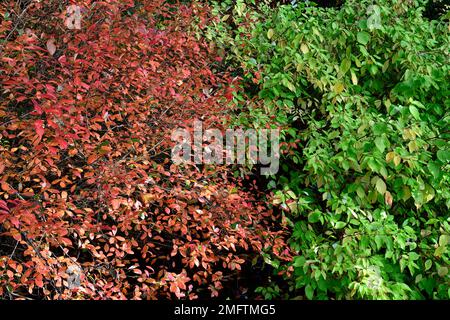 Orangefarbene Blätter, gelbes orangefarbenes Laub, Herbst, Herbst, Farbe, Farben, Bäume im Herbst, rote Stämme, herbstliche Farben auf Bäumen, Blumenmuster Stockfoto