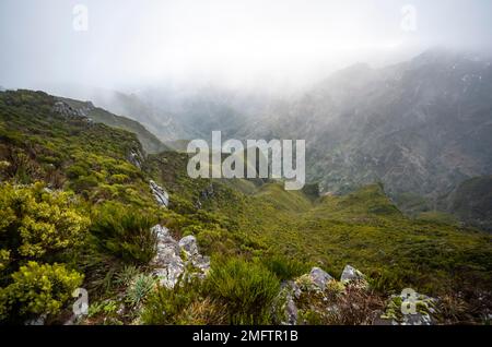 Nebel in den Bergen, Achada do Teixeira, Madeira, Portugal Stockfoto