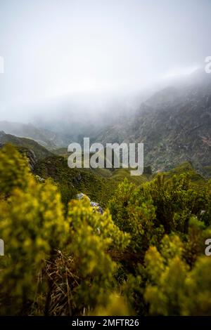 Nebel in den Bergen, Achada do Teixeira, Madeira, Portugal Stockfoto