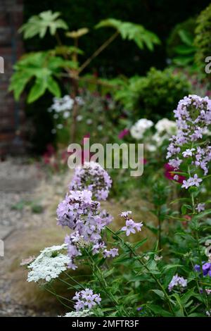 Campanula lactiflora Prichard's Varietät, Milchblume, gemischtes Pflanzschema, krautige Grenze, führend, Gartendesign, Gartendesign, Zimmerkulisse Stockfoto