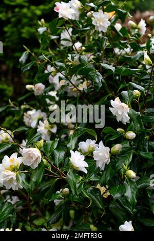 camellia japonica Lady vansittart, weiße Blumen, weiße Kamellie japonica Lady vansittart Blumen, immergrüne Sträucher, Sträucher, blühende Kamellie japonica, RM Stockfoto