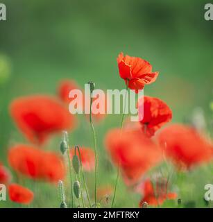 Blumen roter Mohn Blüte auf wilde Feld. Stockfoto