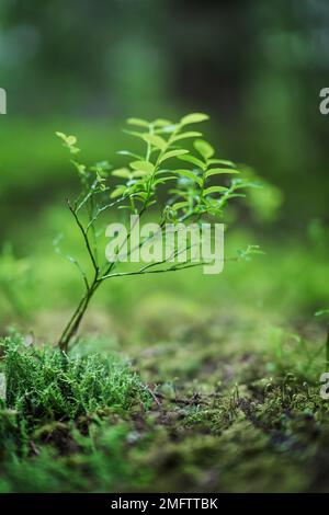 Wilde Blaubeeren, Vaccinium myrtillus, die in einem üppigen und sommerlichen borealen Wald der Ukraine wachsen Stockfoto