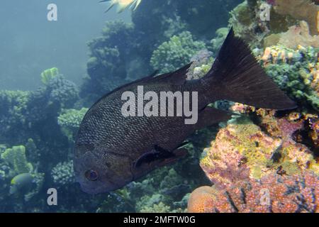 Schwarzweiß-Schnapper (Macolor niger), Hausriff Tauchplatz, Mangrove Bay, El Quesir, Rotes Meer, Ägypten Stockfoto