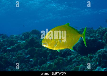 Orangenflecken (Carangoides bajad), Big Brother Dive Site, Brother Islands, Ägypten, Rotes Meer Stockfoto