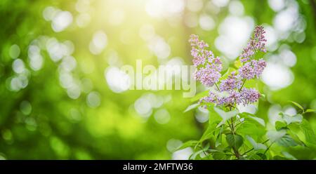 Wunderschöne Fliederblumen verzweigen auf grünem Hintergrund, natürlicher Frühlingshintergrund. Stockfoto