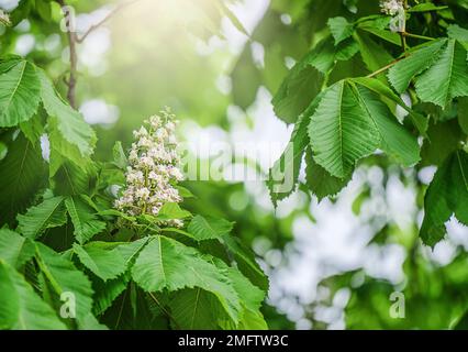 Kastanienbaum mit Frühlingsgrünen Blättern, saisonaler natürlicher Hintergrund Stockfoto