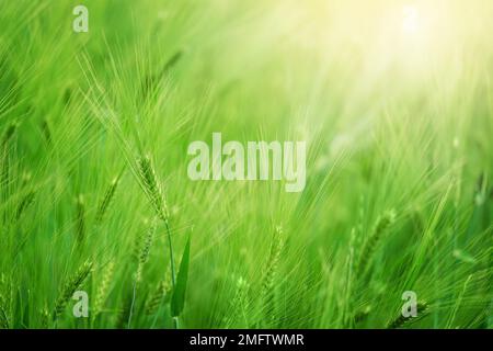 Grünes Weizenfeld an sonnigen Tagen. Natürlicher Hintergrund. Erntekonzept Stockfoto