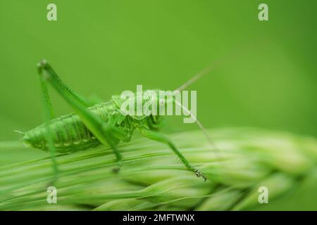 Ein grüner Grashüpfer sitzt auf einem grünen Blatt. Grashüpfer in der Natur. Stockfoto