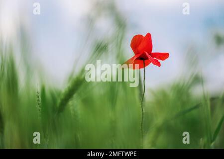 Leuchtend rote Mohnblume auf blauem Himmel und grünem Grashintergrund Stockfoto
