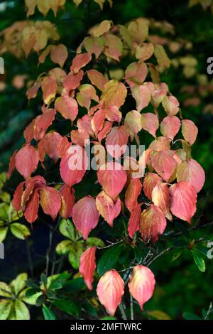 Orange gelbe Cornnus kousa chinensis Blätter, Hundeholz, Hundewälder, gelbes orangefarbenes Laub, Herbst, Herbst, Farbe, Farben, Mais im Herbst, rote Stiele, Herbst Stockfoto