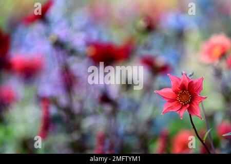 Dahlia Sämling, rote Blumen, Pfingstrose blühte Dahlie, Bett, Grenze, rote Blüte, Kombination, rote Dahlien, RM Floral Stockfoto