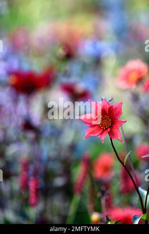 Dahlia Sämling, rote Blumen, Pfingstrose blühte Dahlie, Bett, Grenze, rote Blüte, Kombination, rote Dahlien, RM Floral Stockfoto