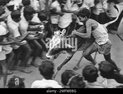 Schwarzweißfoto, Ein Junge, der versucht, einen kleinen Stier in Jallikattu, Tamil Nadu, Indien, Asien zu zähmen Stockfoto