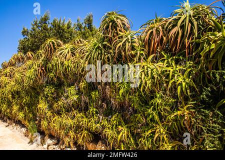 Fruchtbare phönizische Insel Mozia, Außenposten für Händler und Seeleute, 12. Jahrhundert v. Chr., Sizilien, Moiza, Sizilien, Italien Stockfoto