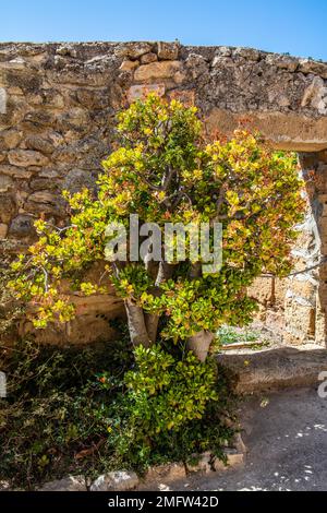 Fruchtbare phönizische Insel Mozia, Außenposten für Händler und Seeleute, 12. Jahrhundert v. Chr., Sizilien, Moiza, Sizilien, Italien Stockfoto