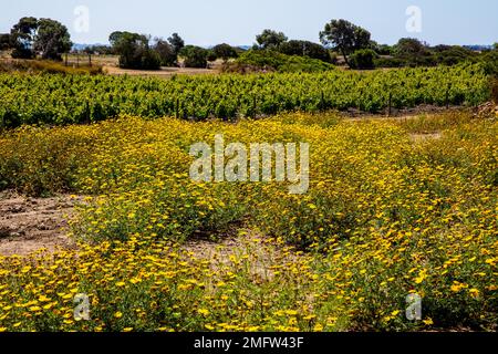 Fruchtbare phönizische Insel Mozia, Außenposten für Händler und Seeleute, 12. Jahrhundert v. Chr., Sizilien, Moiza, Sizilien, Italien Stockfoto