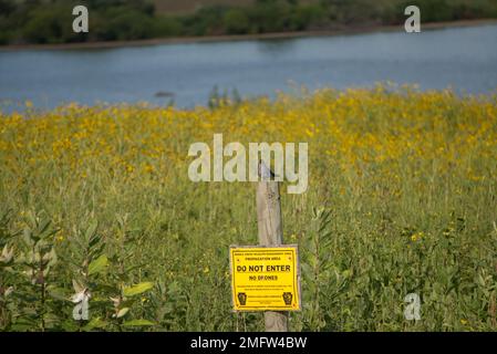 Sparrow auf einem Schild am Middle Creek WMA in Pennsylvania Stockfoto