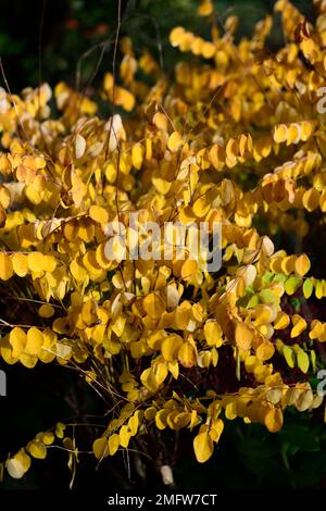 Himalaya Indigo,goldgelbe Blätter,goldgelbe Blätter,Blätter, Blattfarbe,Spätsommer,Herbst,Herbst,Herbst,Farbe,Farben,Bäume im Herbst,gelb Stockfoto
