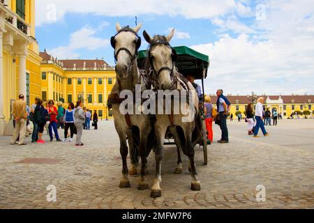 Pferdekutsche mit Kutsche vor Schloss Schönbrunn in Wien. Stockfoto