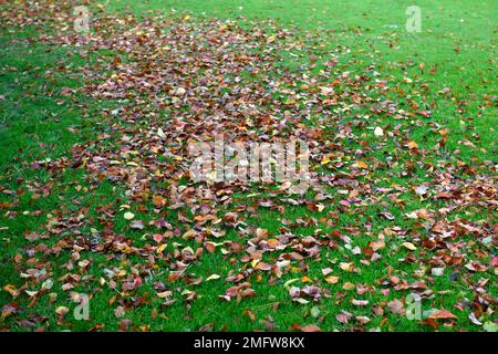 Herbst im Garten, Blätter auf dem Rasen, Blätter auf dem Rasen, Blätter auf Gras im Herbst, Herbstblätter auf dem Rasen, Blätter fallen auf den Rasen, au Stockfoto