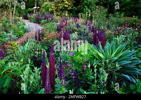 Lupinen Meisterwerk, Frühsommer, gemischtes Pflanzschema, mehrjährig