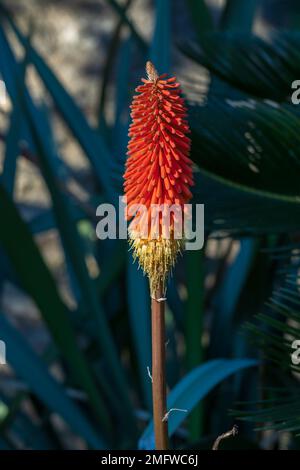Nahaufnahme der leuchtend orangefarbenen und gelben Blüte von kniphofia linearifolia, auch bekannt als Tritom oder Fackellilie, im Garten im Freien Stockfoto