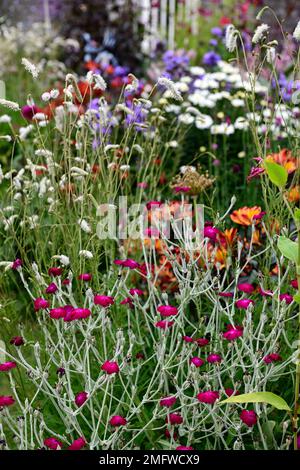 lychnis Coronaria Gärtner Welt, Sanguisorba tenuifolia, rote rosa weiße Blumen, Blüten, gemischte Pflanzschemata, Gärten, RM Floral Stockfoto