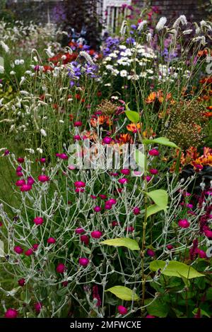 lychnis Coronaria Gärtner Welt, Sanguisorba tenuifolia, rote rosa weiße Blumen, Blüten, gemischte Pflanzschemata, Gärten, RM Floral Stockfoto