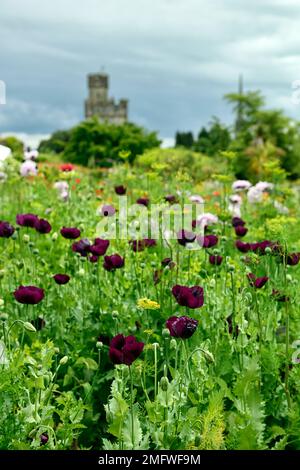 Papaver Somniferum Black Single, wilder, malvenlilafarbener, einfacher Opiummohn, Opiummohn, karmesinrote Blumen, silberblaue kontrastierende Stiele und Blätter, RM Stockfoto