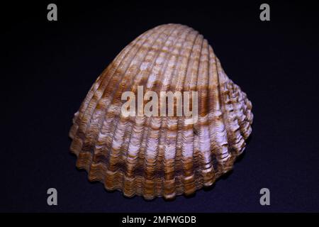 Muscheln Stockfoto
