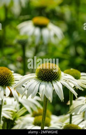 Echinacea purpurea Weißer Schwan, Coneflower Weißer Schwan, ewige, weiße Gänseblümchen-ähnliche Blumen, herabhängende Blütenblätter, Orange-braune Mitte Stockfoto