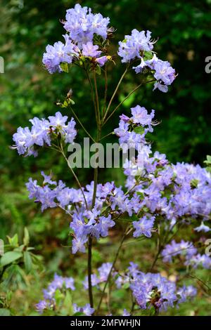 rhododendron Augustinii, Augustines Rhododendron, violettblaue Blumen, violettblaue Rhododendron Blumen, blühend, RM Floral Stockfoto