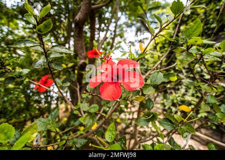 Funchal, Madeira - Juli, 2018. Den berühmten botanischen Garten in Funchal, Madeira Stockfoto