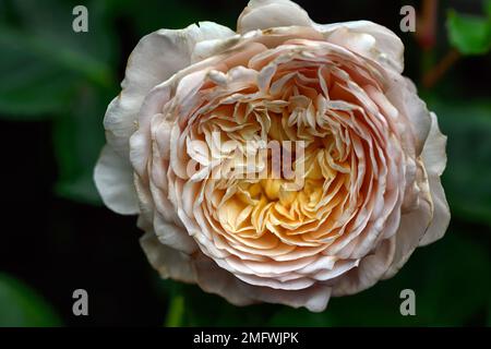 Rosa Emily Bronte, Rose Emily Bronte, englische Strauchrose, weiches, rosa Aprikot, das zu Creme wird, weich-rosa Aprikosenblumen, die zu Creme verblassen, Rosen, Blumenmuster Stockfoto