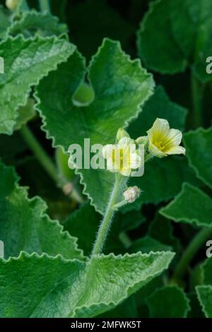 Ecballium elaterium, mit Gurke spritzen, mit blassgelben Blüten, die Früchte spritzen die Samen über große Entfernungen, wenn sie reif sind Stockfoto