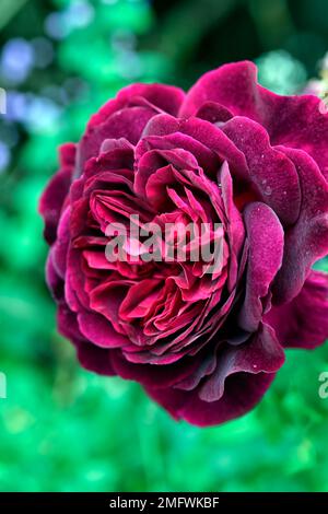 rosa munstead Holz, Rose, Rosen, rot, Cottage Garten, englische Strauchrose, dunkle Samtblumen, Duft, kräftig duftend, RM Floral Stockfoto