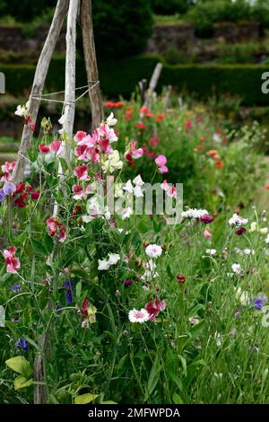 Lathyrus, Zuckererbsen, Sweet Pea, Stativ, Zuckerrohr, Stöcke, Wigwam, Bambus, Support, Wachsen, Wachsen, Anlagen unterstützt, Frame, Frames, Sommer, Jahrbücher, Kletterer Stockfoto